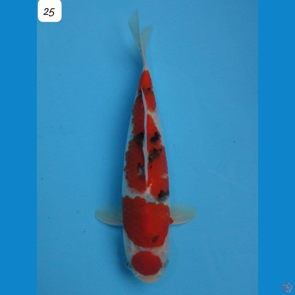 25cm - Sanke