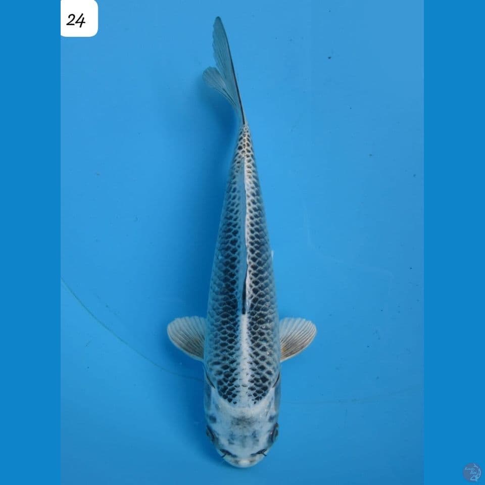 24cm - Kawarimono 