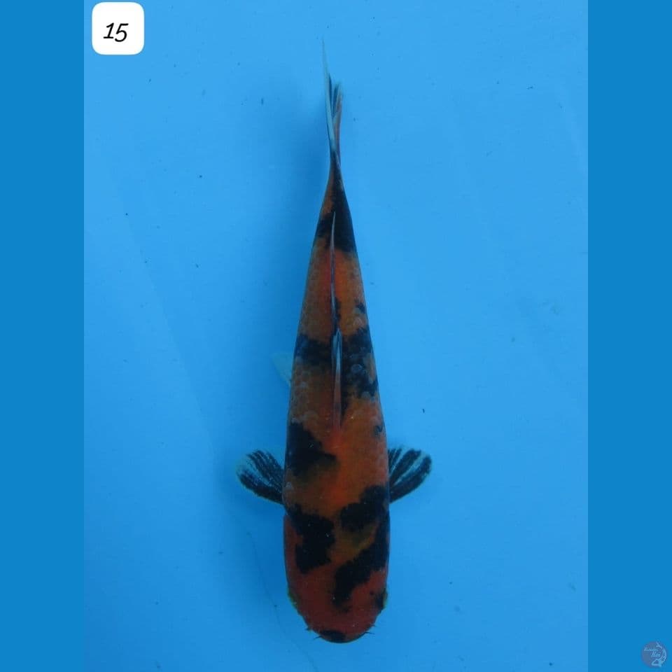 15cm - Hi Showa 