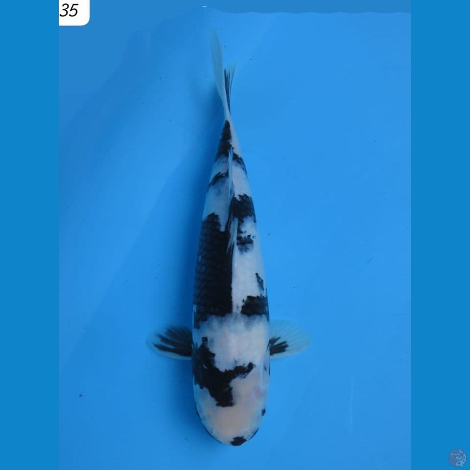 35cm - Shiro