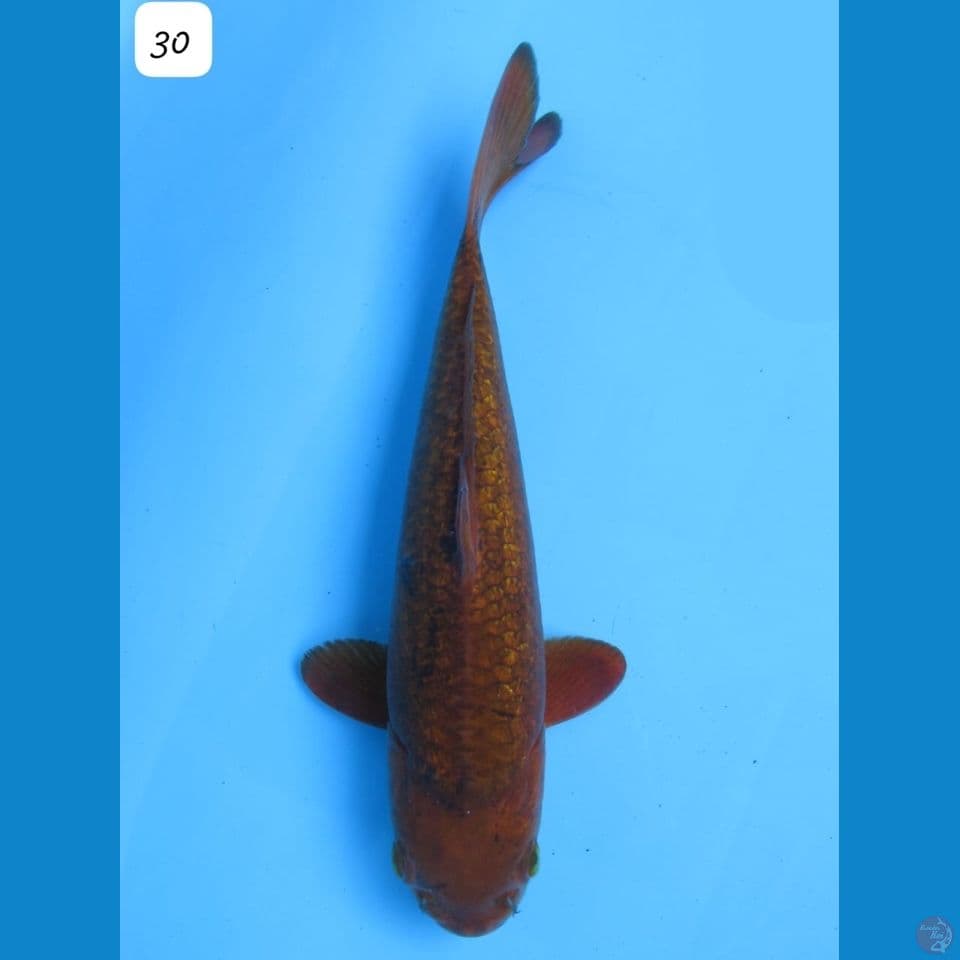 30cm - Chagoi Ginrin