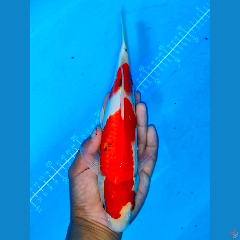 Sanke 30 cm jantan merah strong