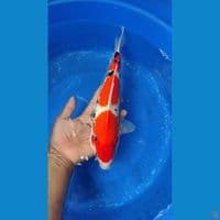 sanke Good Quality 34 cm jantan 3 step