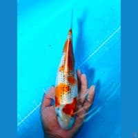 Kujaku 30 cm Body Joss