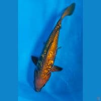 chagoi aragoke 38cm