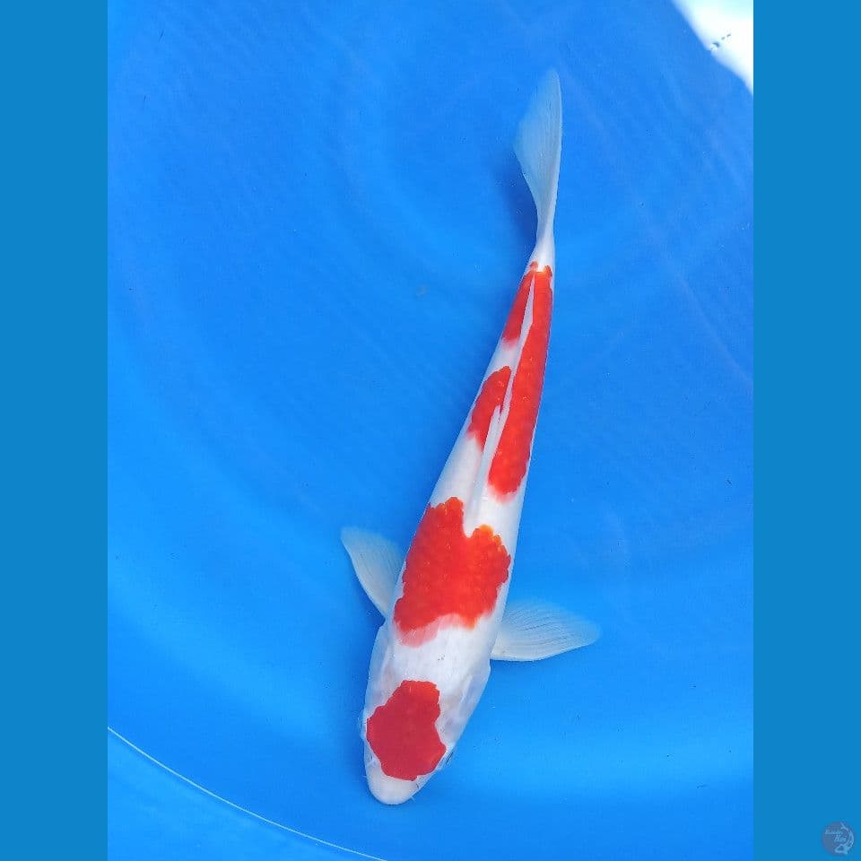 Maruten kohaku