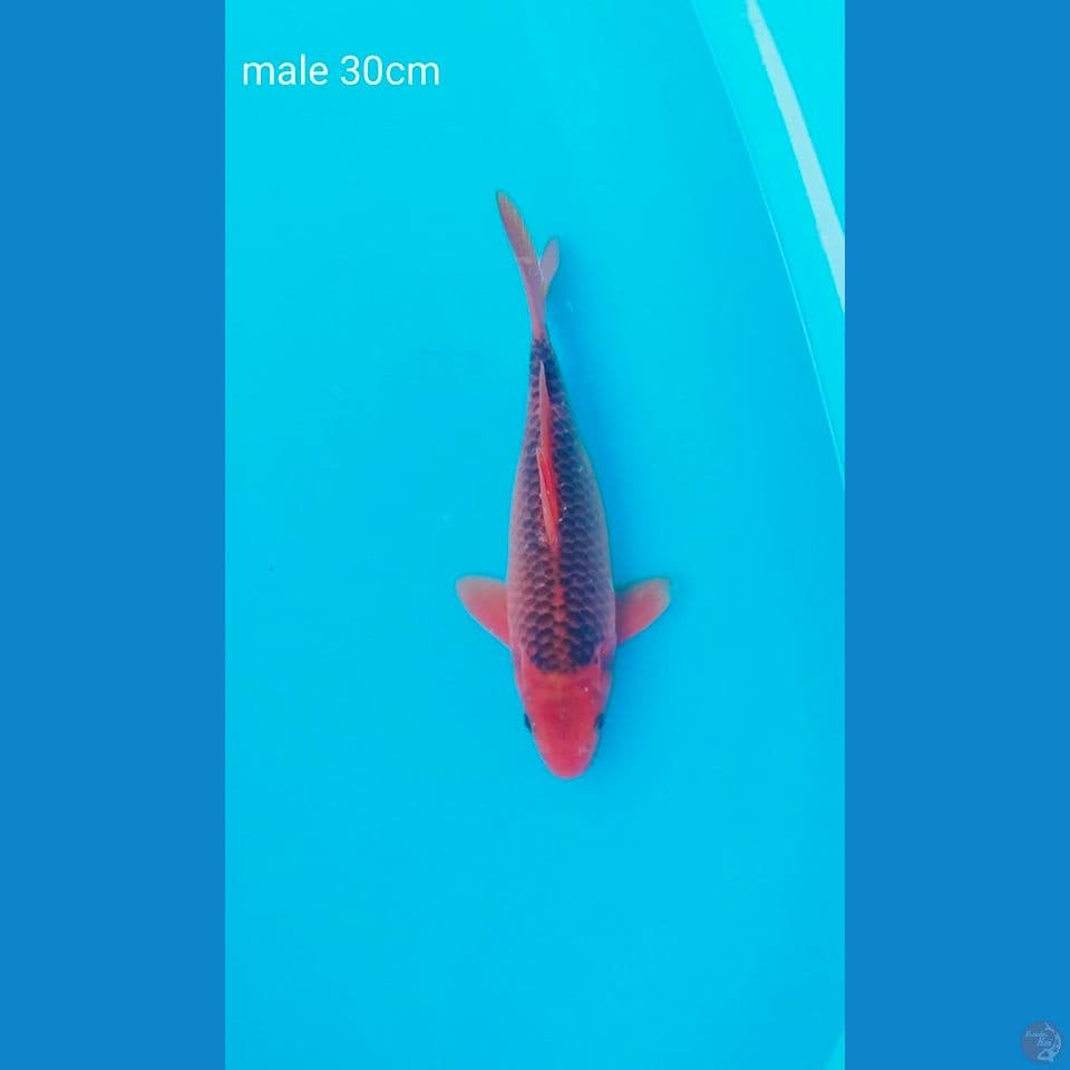 akamatsuba ring rapi male 30cm