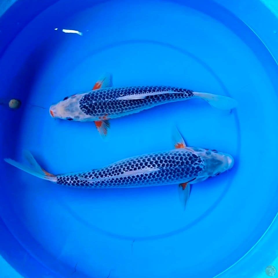 Sq all male 30_35cn