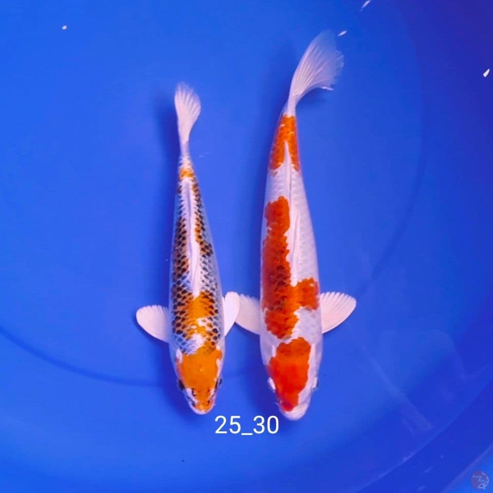 redy show 25_30cm all male
