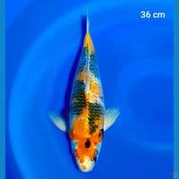 kage showa 36cm