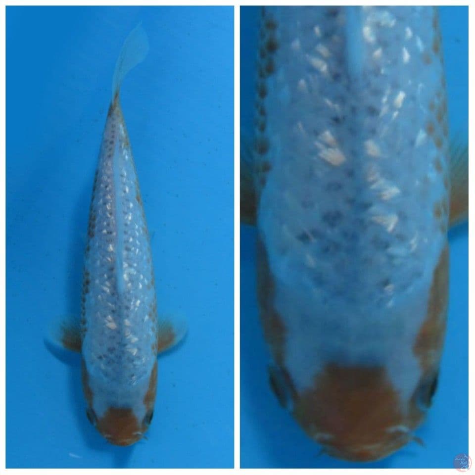 Sabikoyo full gingrin F1 marusai male size 28cm