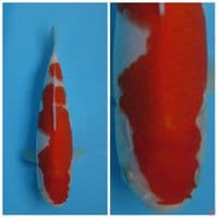 Super Red kohaku F1 Ogata male 22cm
