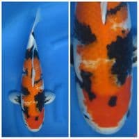 Showa Body badak F1 OGATA male 47cm