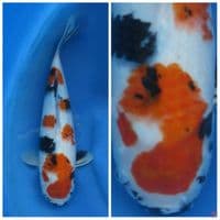 kindai showa tinggal grmukin dikit size 40cm 