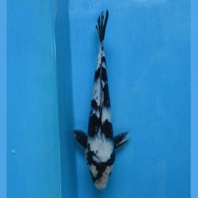 Shiro 28cm