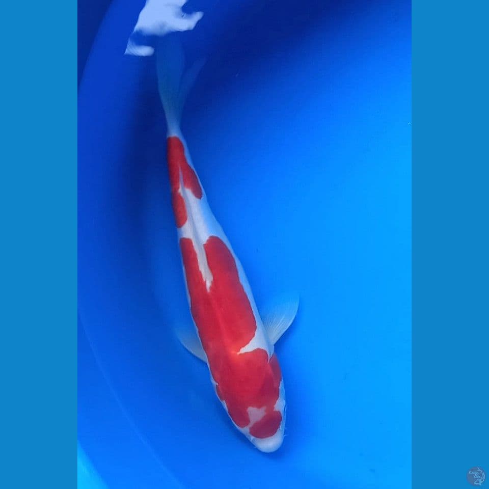 KOHAKU DOITSU 34CM