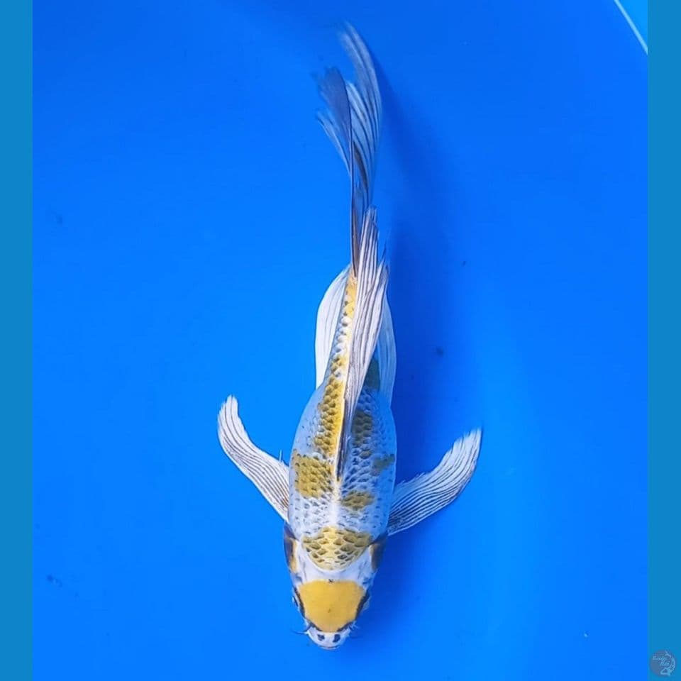 SB KUMPAY KUJAKU 25CM MALE