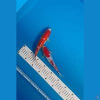 kohaku doit 20 21cm SEPASANG