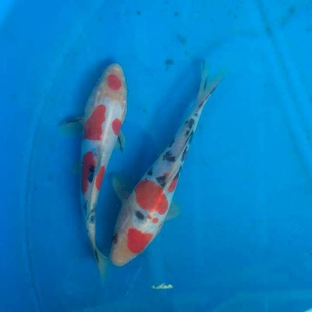 Duet sanke doitshu f1