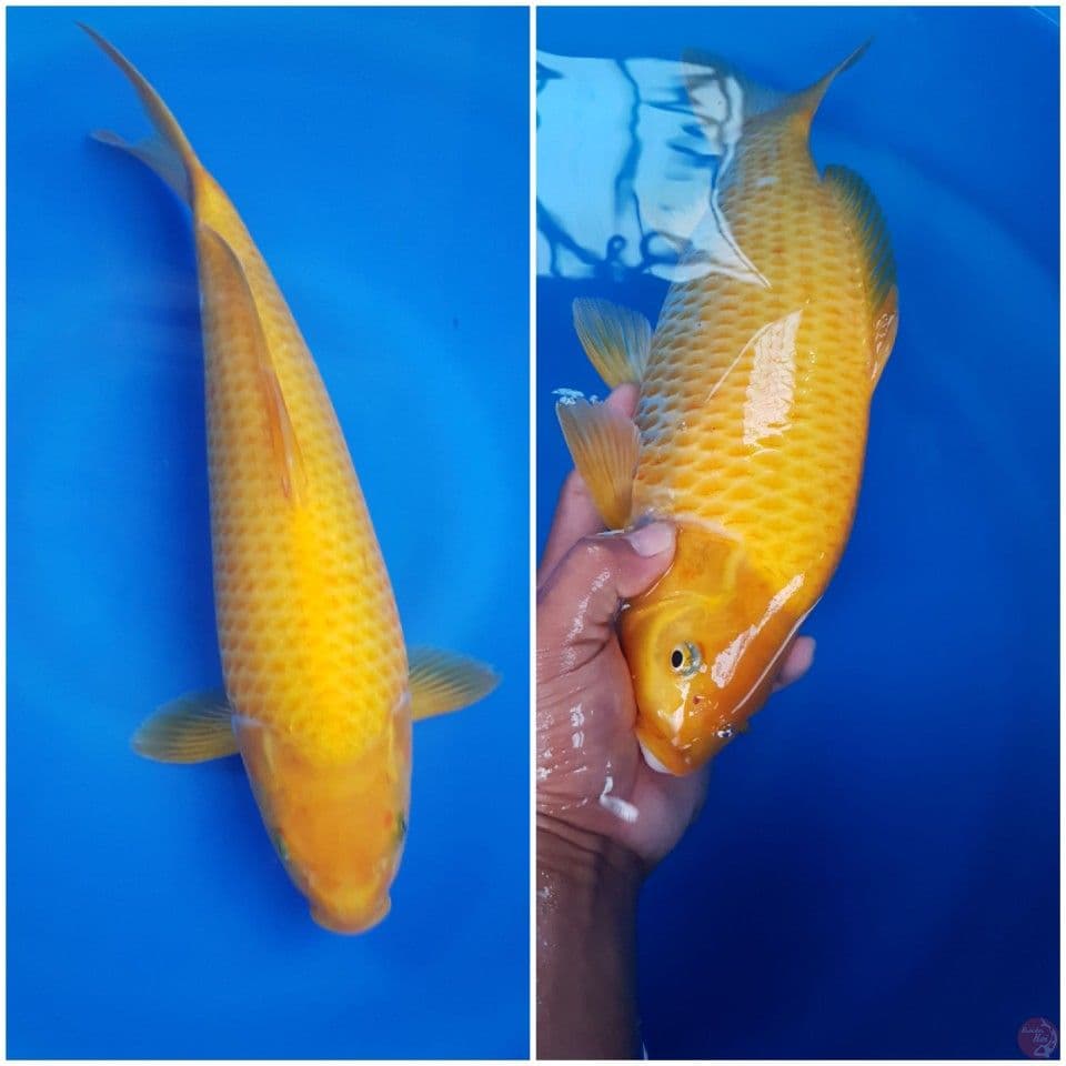 karashi 35 cm