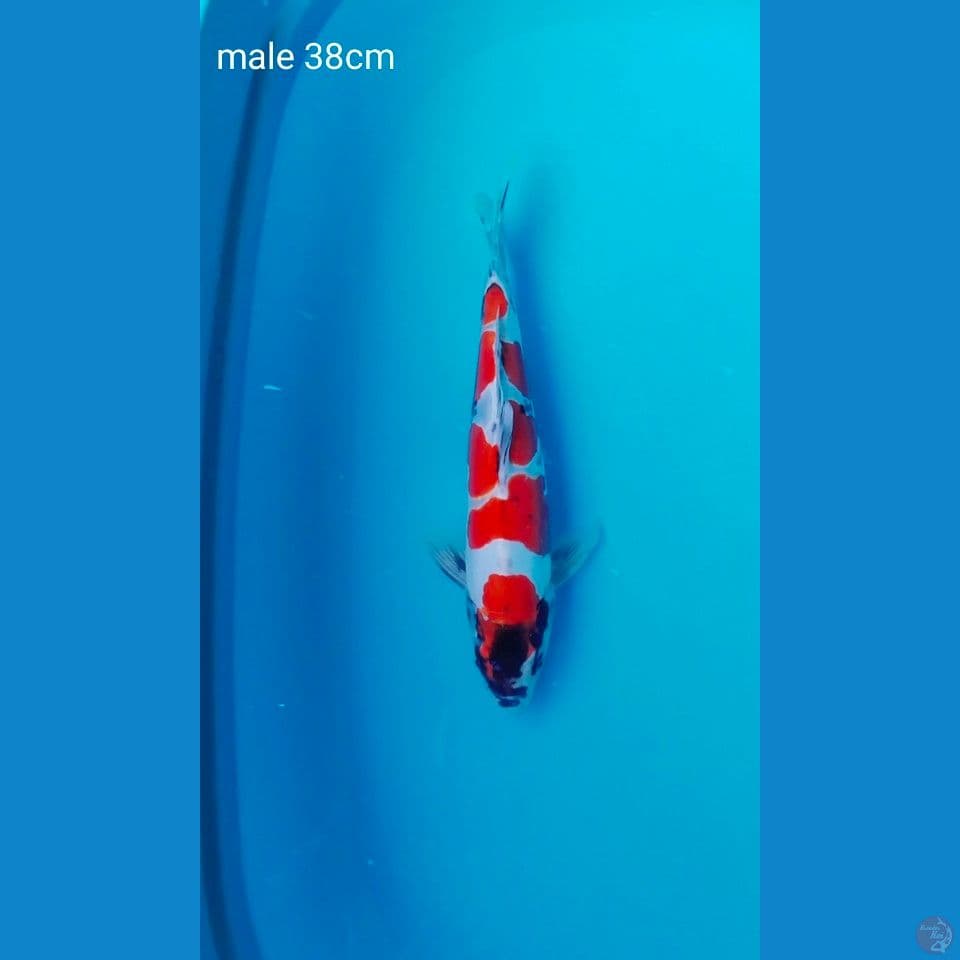 benikiko male 38cm