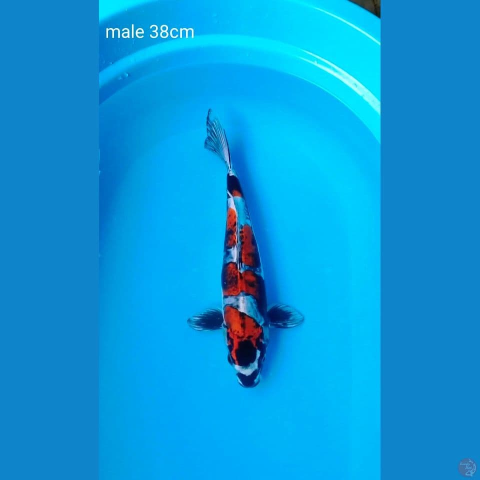 benikiko male 38cm
