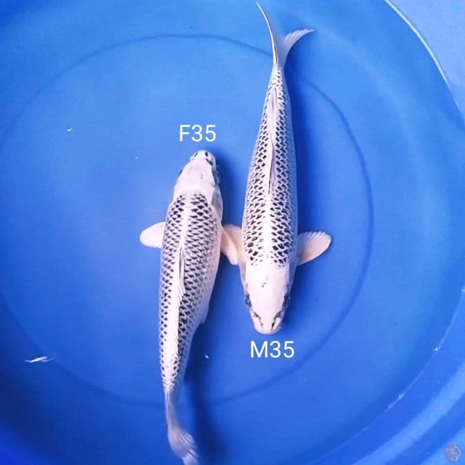redy show 35cm jantan&betina