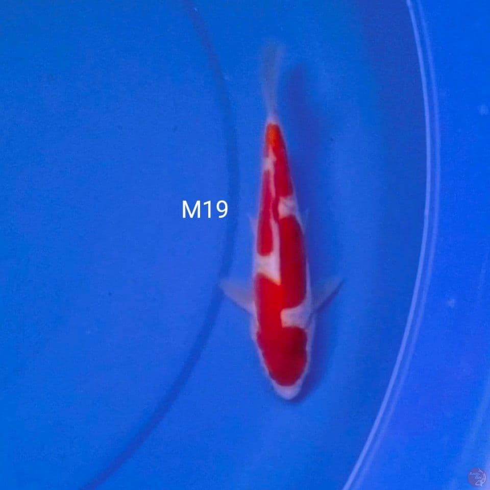 pure doitsu male 19cm