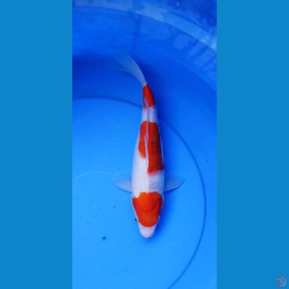 kohaku kucibeni 3 step 30 cm