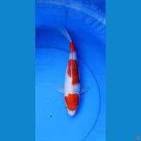 kohaku kucibeni 3 step 30 cm