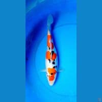 sanke 33 cm