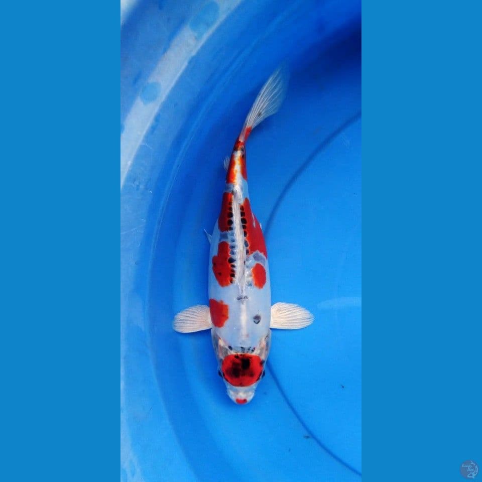 tancho kiko cut 26 cm