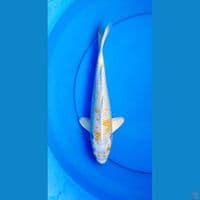 hariwake 30 cm male