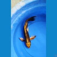 kumpay mukashi gold 34 cm