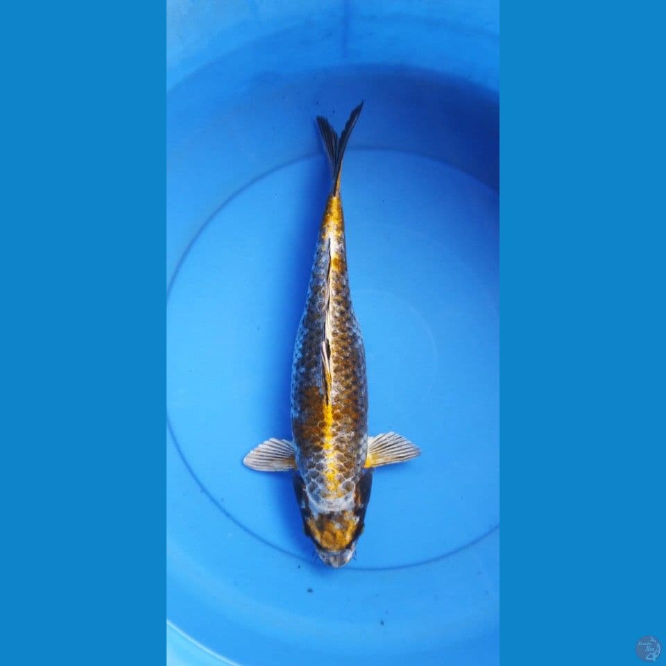 antikan 36 cm