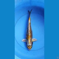 antikan 36 cm