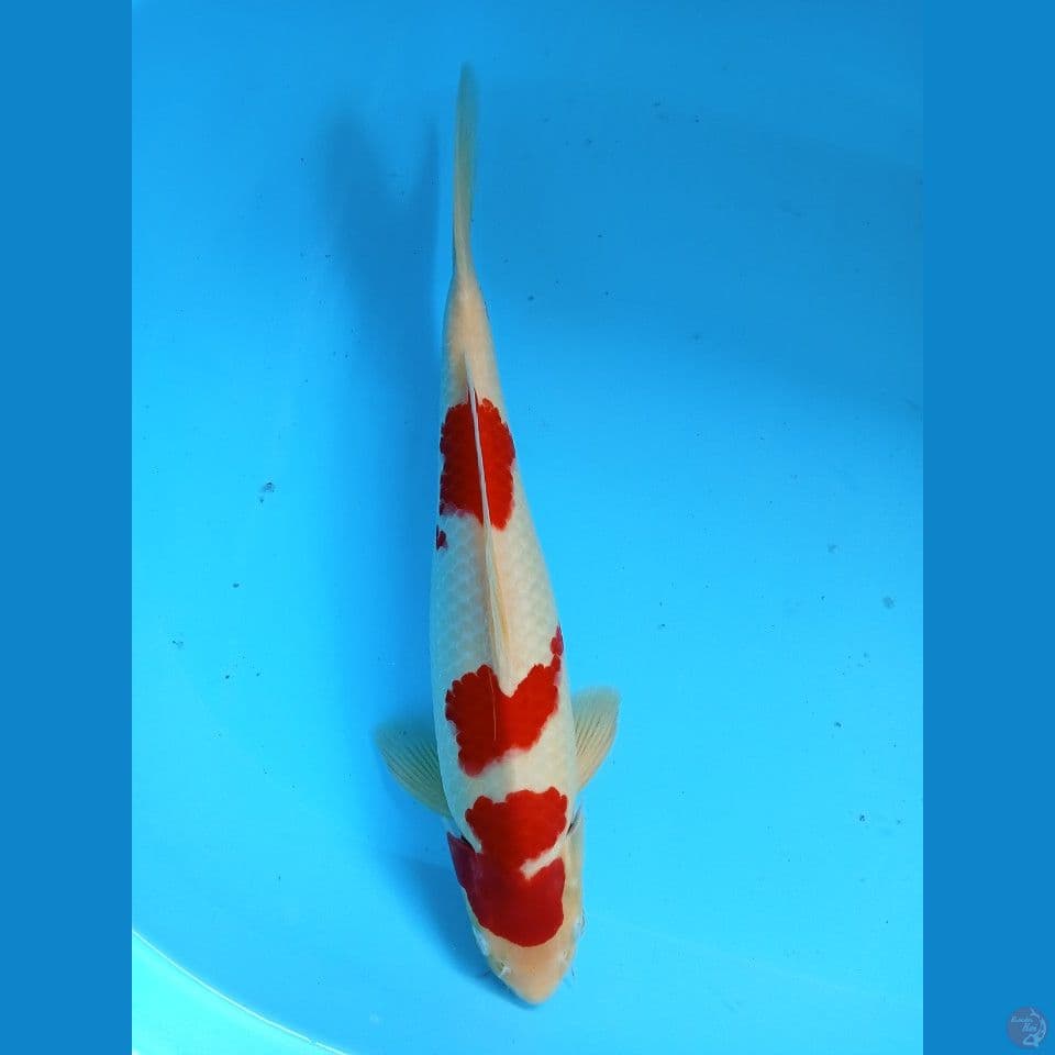 kohaku 36cm jantan