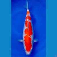 Kohaku 35cm Male