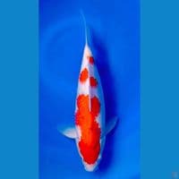Ai koromo 34cm Male