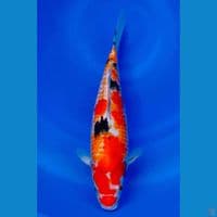 Sanke Kanono 35cm Male