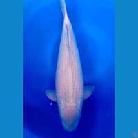 Soramel 45cm Male