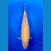 Karashi Mango 40cm Male