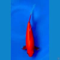 komet slayer 25cm male