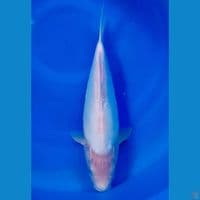 shiromuji 35cm Female 