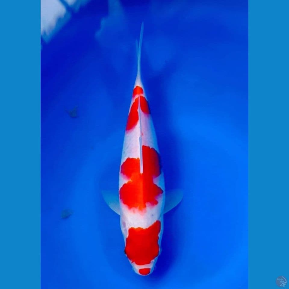 kohaku 23cm male