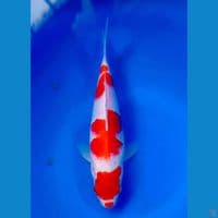 kohaku 23cm male