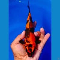 kin showa 23cm male
