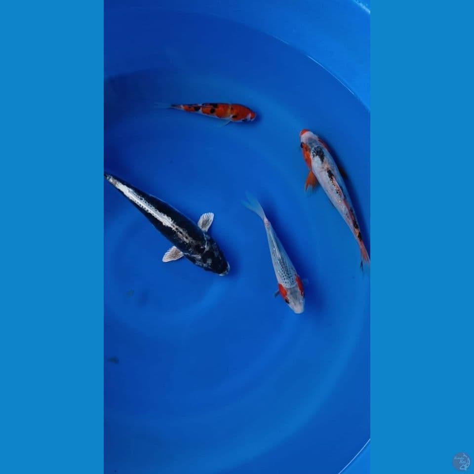 mix koi 15-25cm 4 ekor