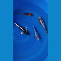 mix koi 15-25cm 4 ekor