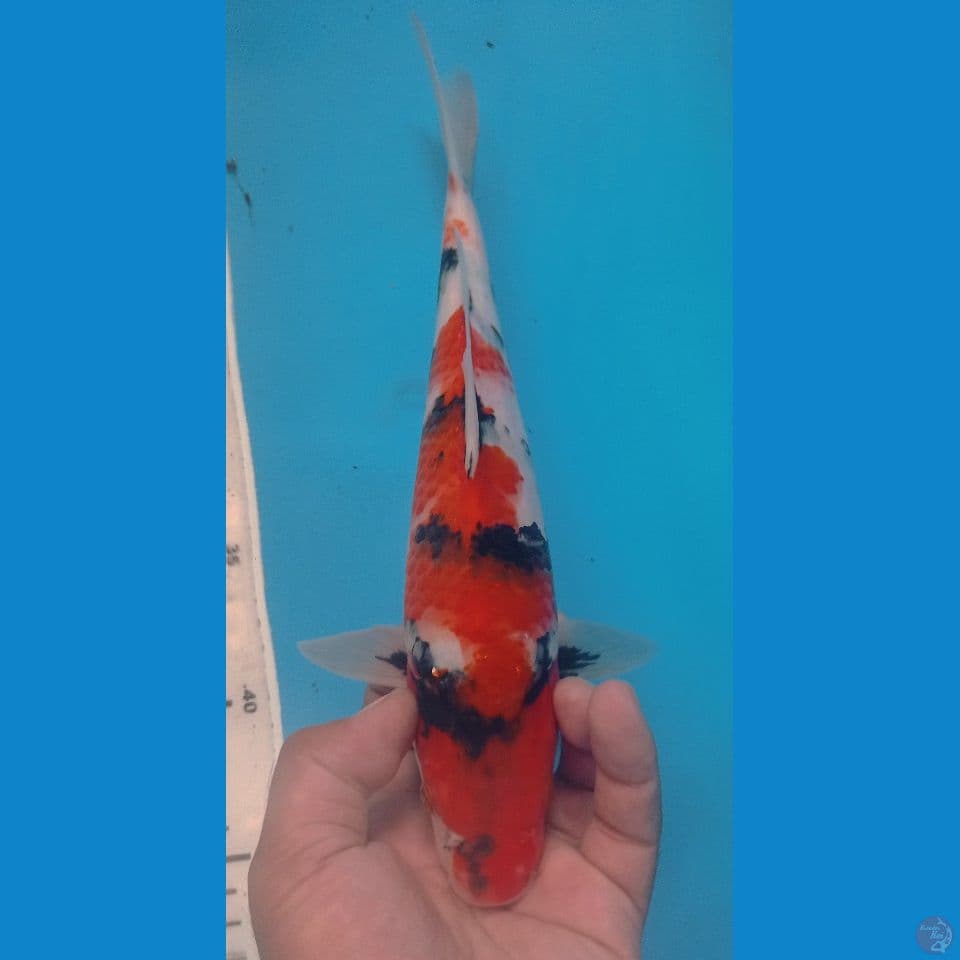 SHOWA 28CM